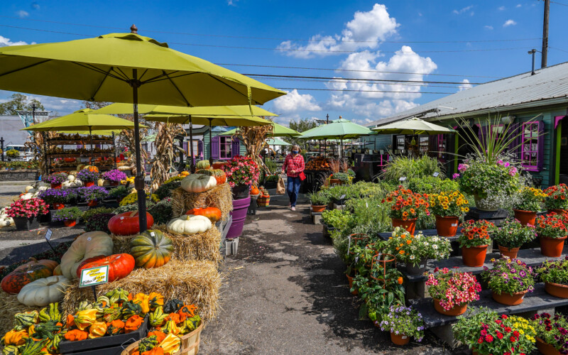 There are still options for attractive outdoor plants and flowers even in the fall at The Produce Station. Two displays, one with pumpkins and the other with floral containers are for sale at The Produce Station.