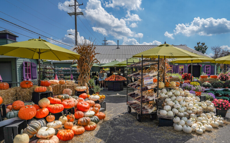 There's pumpkins galore at The Produce Station every fall. Pumpkins of all kinds are on display for sale at The Produce Station.