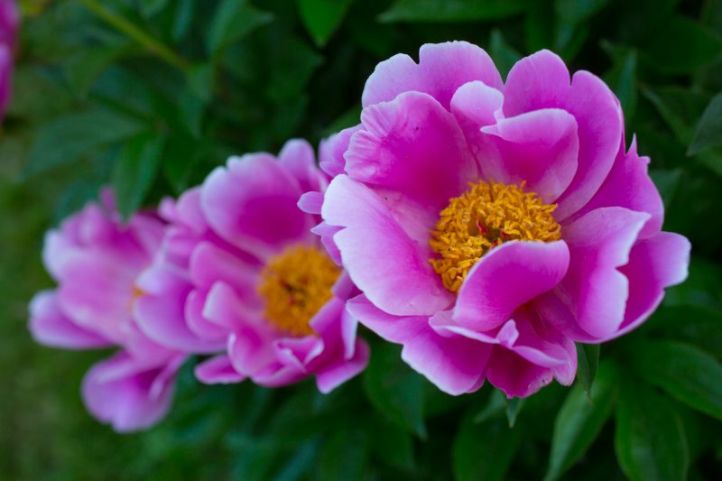 Peonies blooming at Nichols Arboretum in Ann Arbor