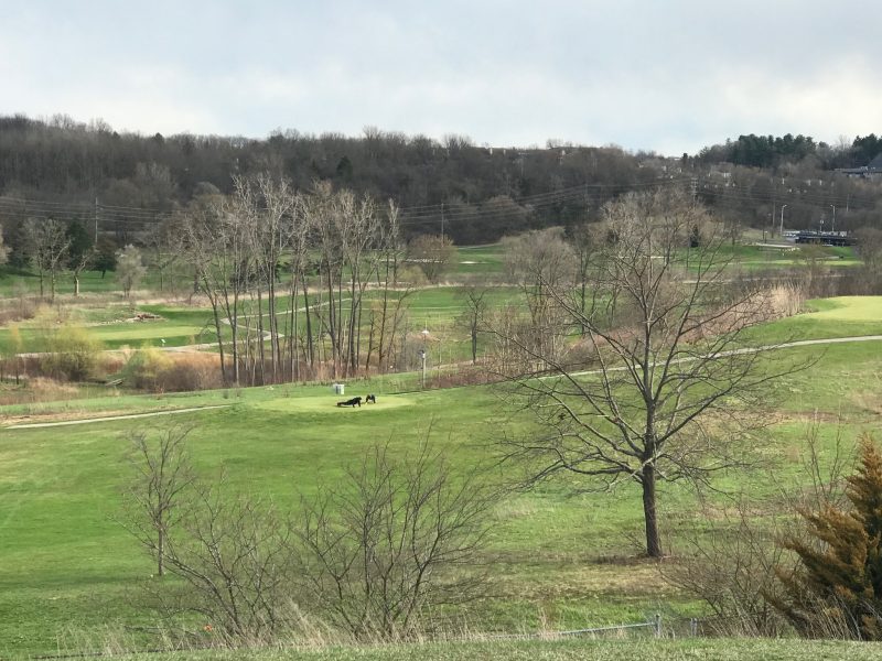 Leslie Park Golf Course viewed from Leslie Park