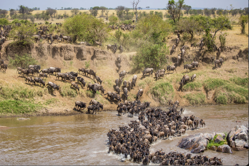 stampede buffalo in Africa