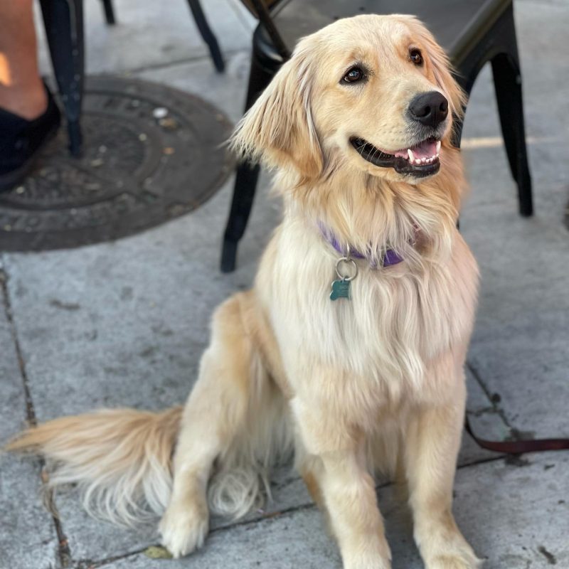 Dogs are welcome in the outdoor seating patio area.
