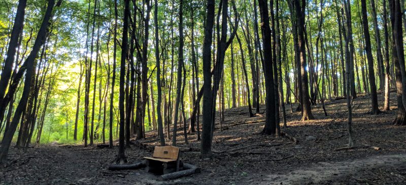 Bird Hills Nature Area is the largest natural area in the city of Ann Arbor.