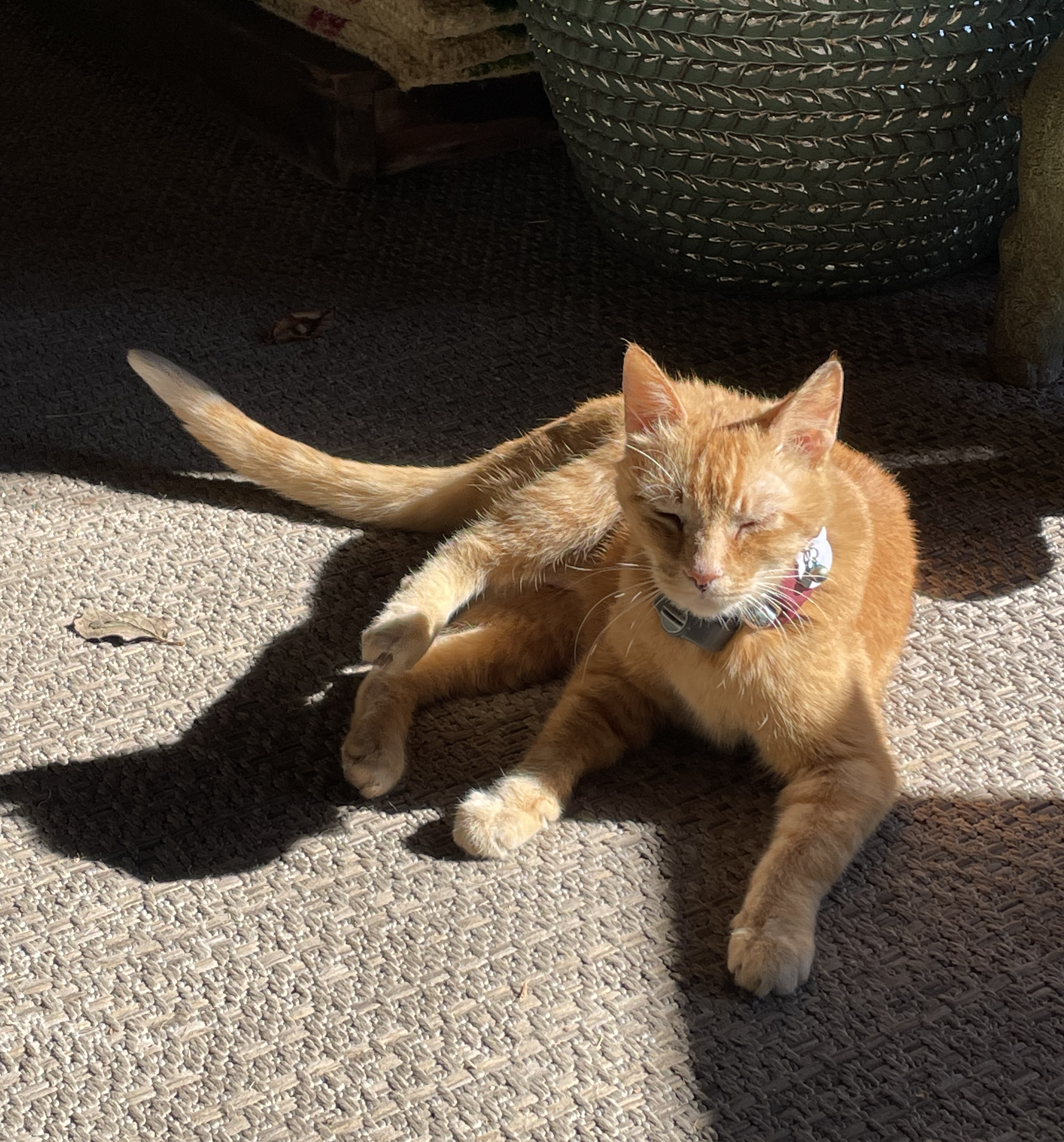 orange cat sunbathing on the ground at gardening shop.