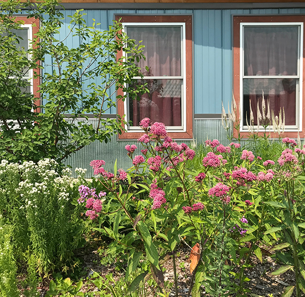 photo of native plant garden from feral flora gardening shop in ann arbor.